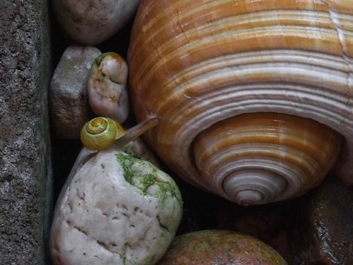schnecken
