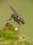 fliege